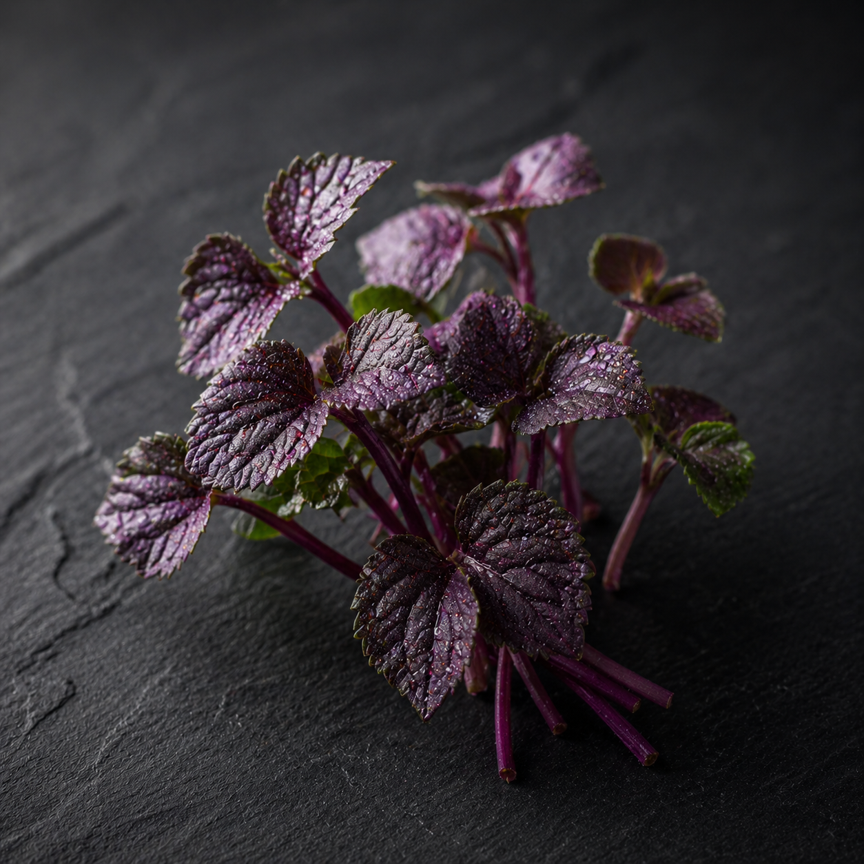 Shiso fialová